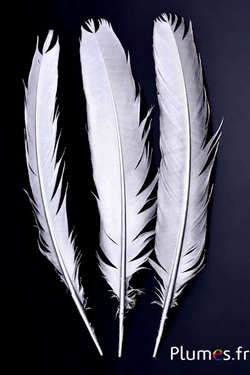 Paon bleu - 30-35  cm - argenté